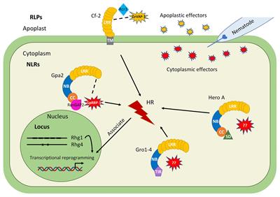 Molecular and Cellular Mechanisms Involved in Host-Specific Resistance to Cyst Nematodes in Crops